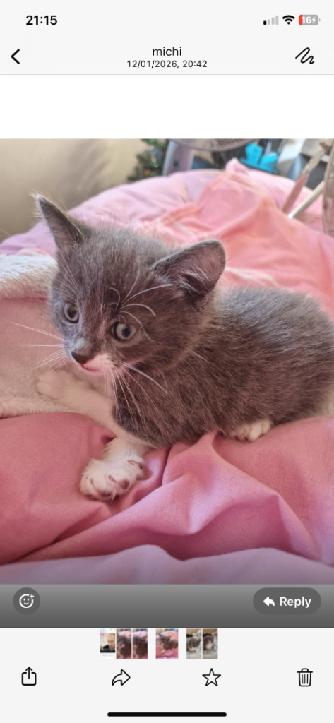 kitten ready for new home now 