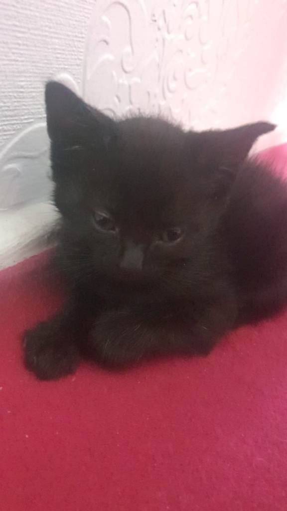 kitten for sale