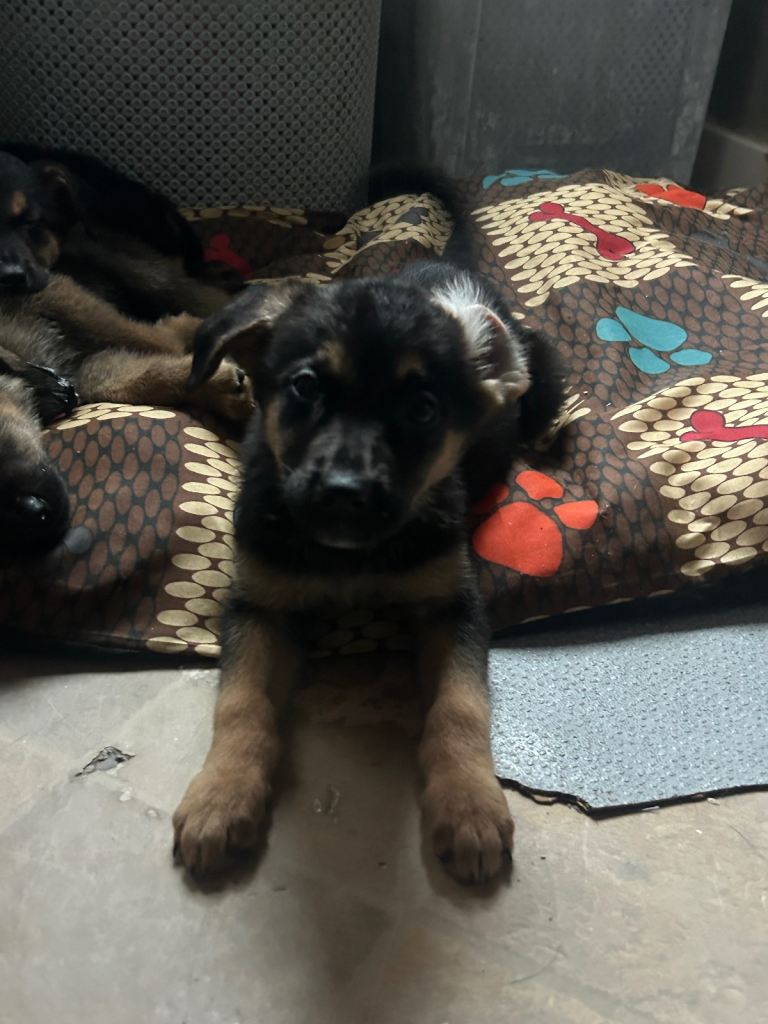 Malinois cross Rottweiler pups 