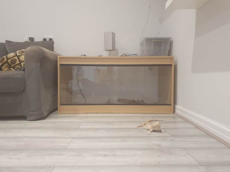 Bearded Dragon for Sale 