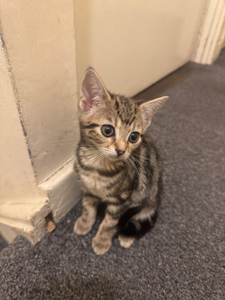 Well-Socialised, Healthy & litter trained shorthair Tabby Kitten 