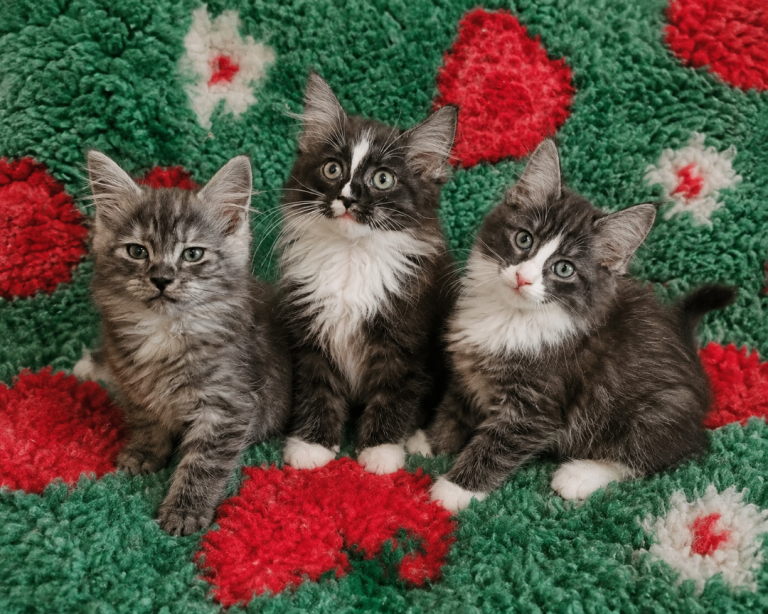 Amazing maine coon cross ragdolls