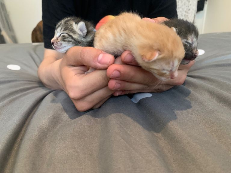 Beautiful mix ginger