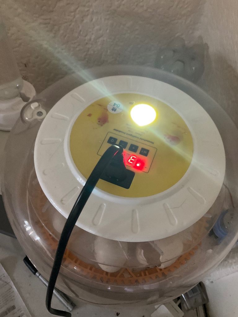 Chick incubator 