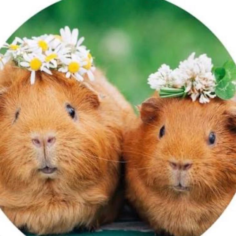 Baby guinea pigs 
