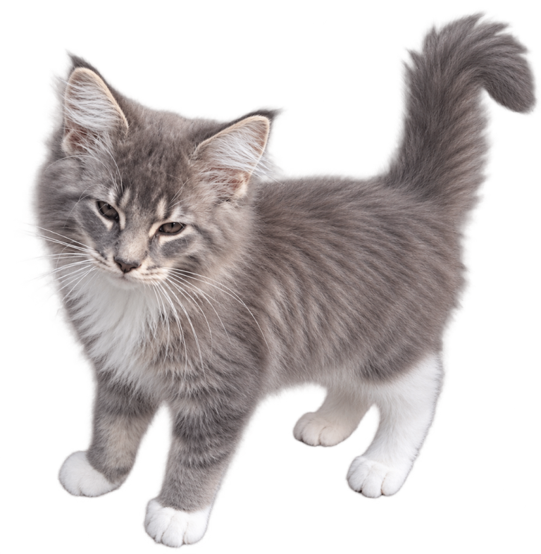 Last female maine coon kitten for sale 