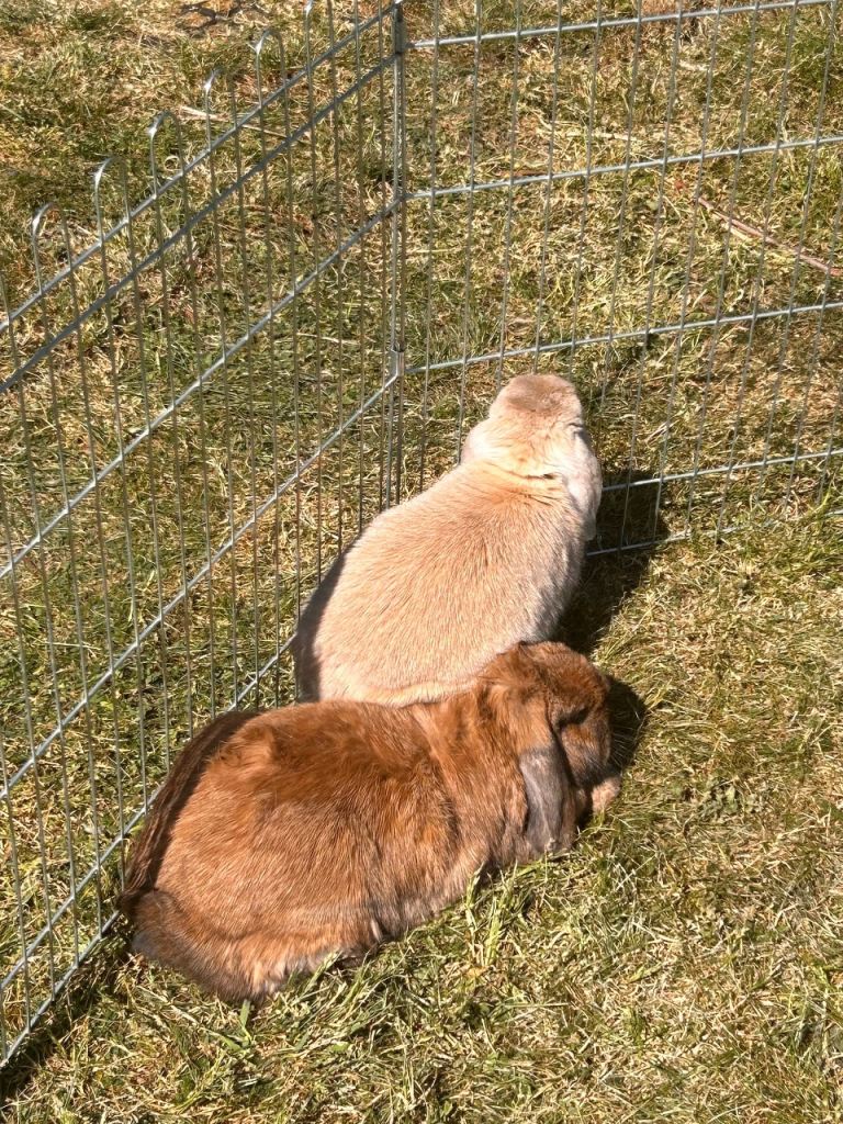 Two bonded male rabbits 