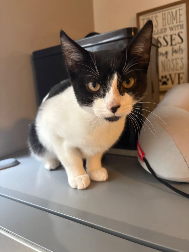 2 kittens for sale 