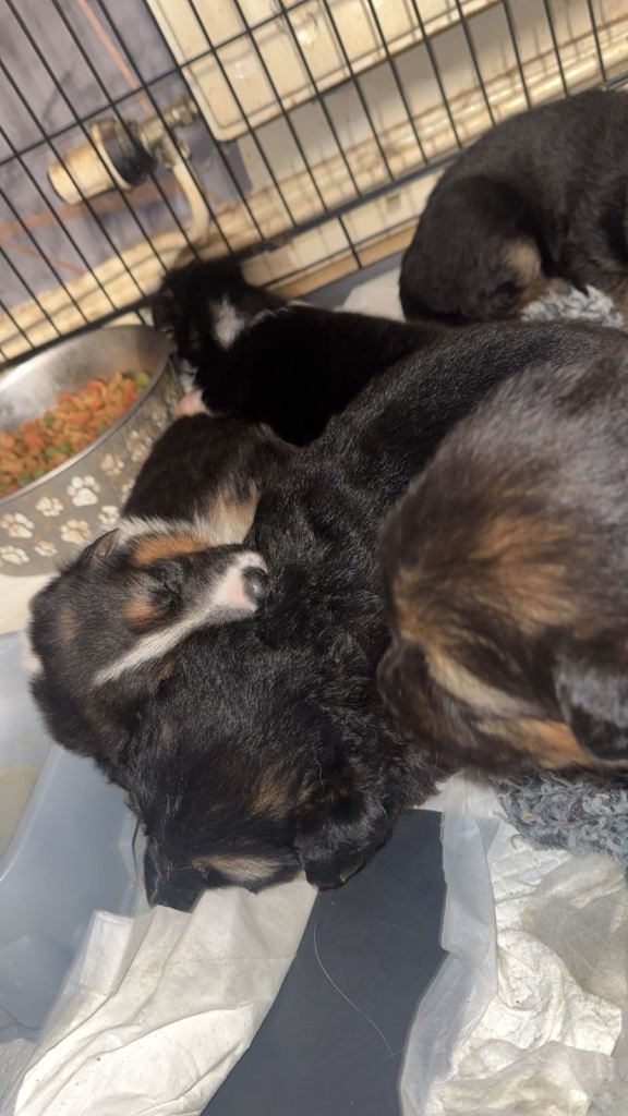 German shepherd puppies 