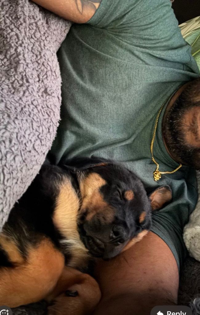 10wks old baby Rottweiller