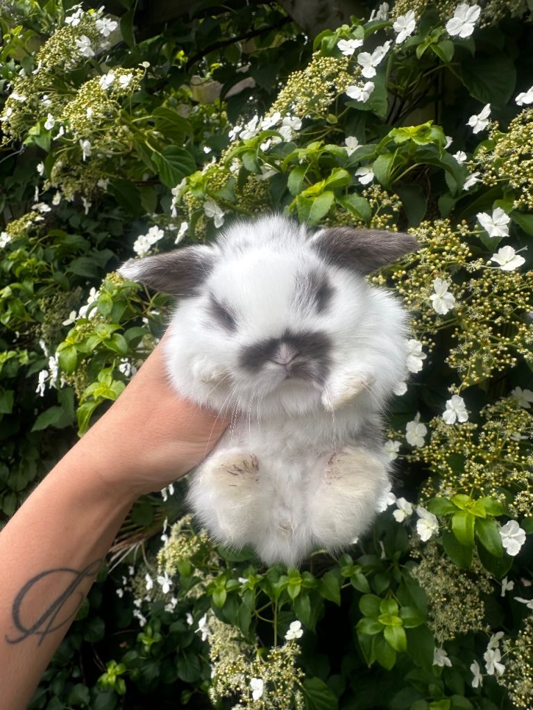 Beautiful Mini Lop Bunny’s 