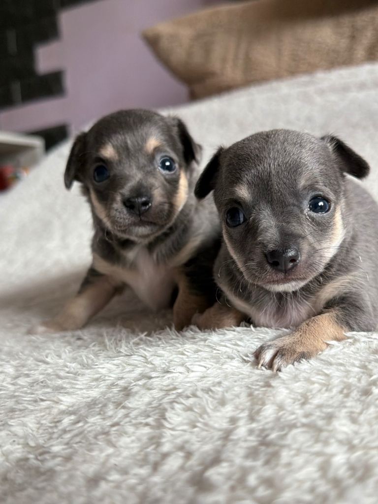 Chihuahua Puppies