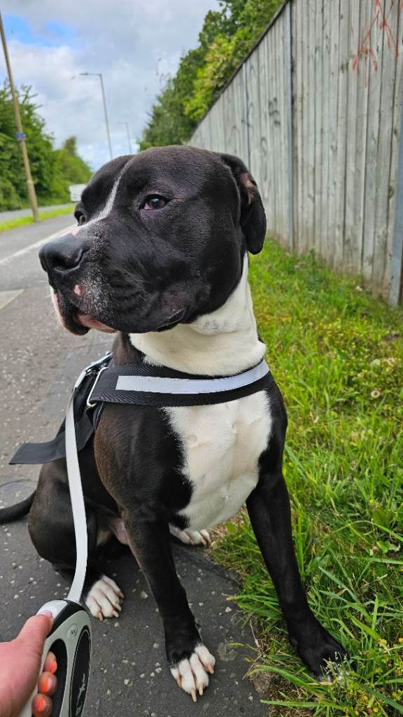 🐾 American Bully Looking for a Loving Home 🐾