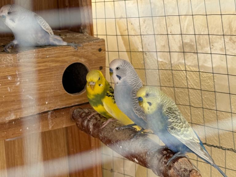 Budgies 