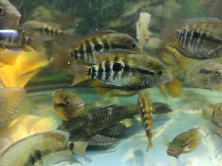 Tropical fishes cichlids
