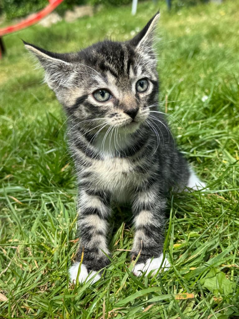 Kitten for sale 