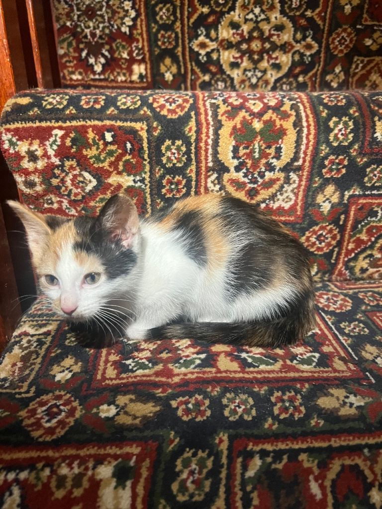 Adorable kittens looking for a loving home 