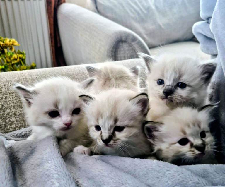 Pure ragdoll kittens looking for a new home 