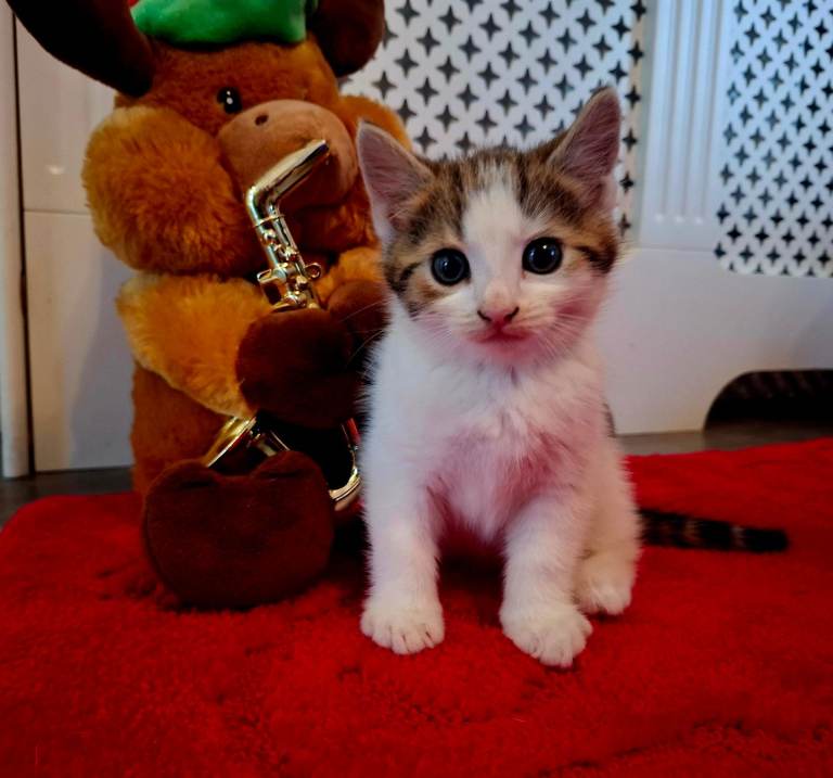  Beautiful Boy Kitten Vaccinated