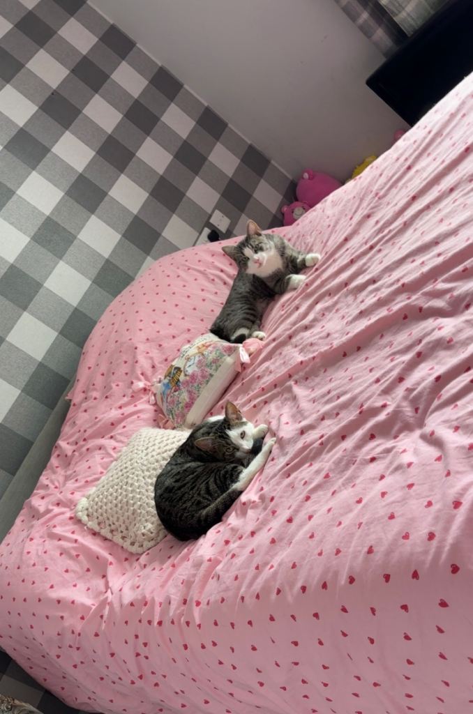 Male kittens