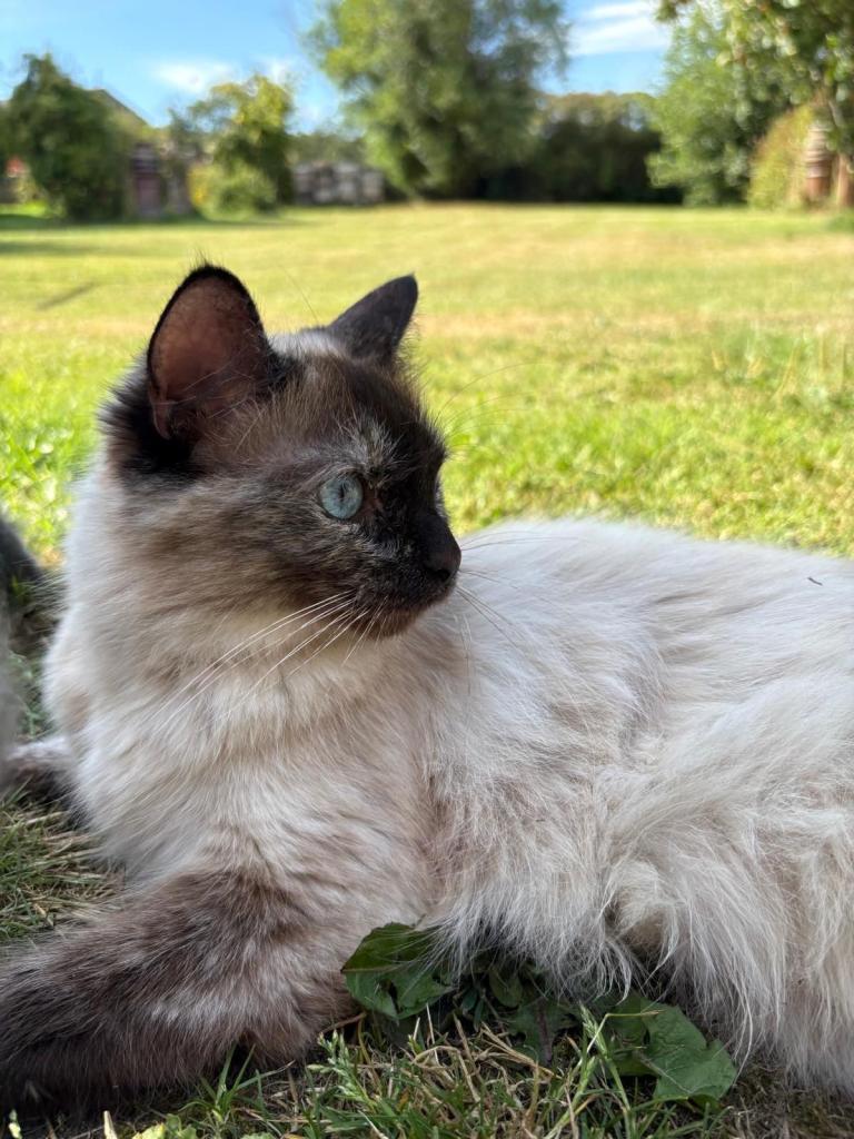 Exotic/ragdoll