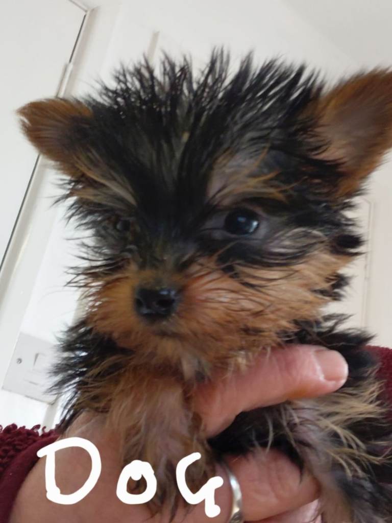 Yorkshire terriers 
