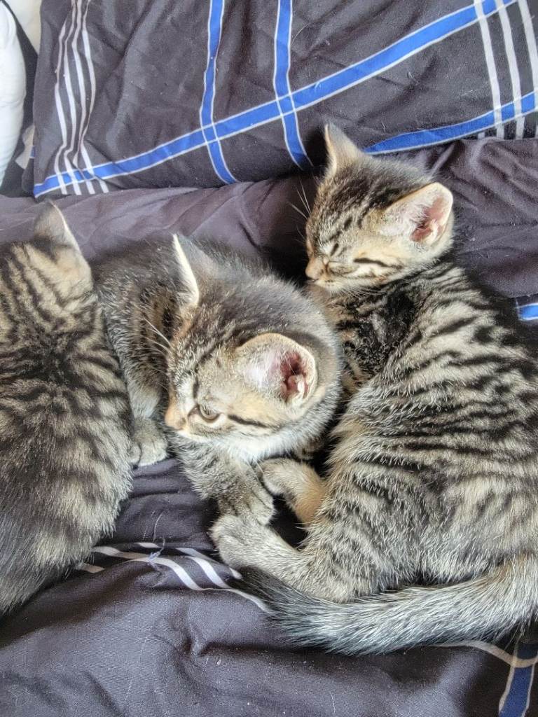 Kittens ready now