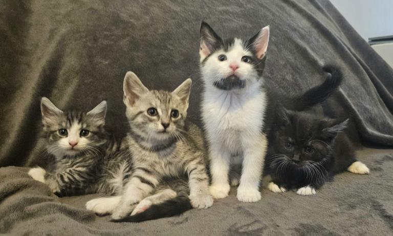 Part Maine Coon kittens for sale