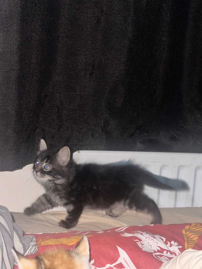 Beautiful Male kitten