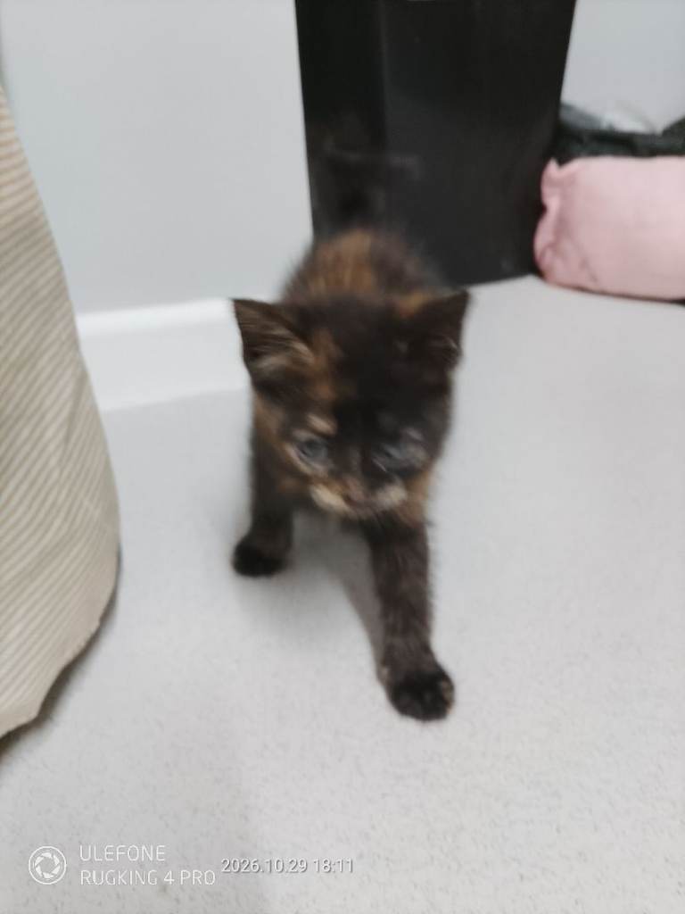 Kittens 