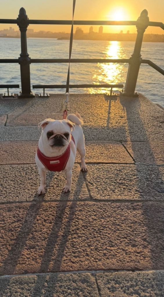 Adorable White Pug🤍