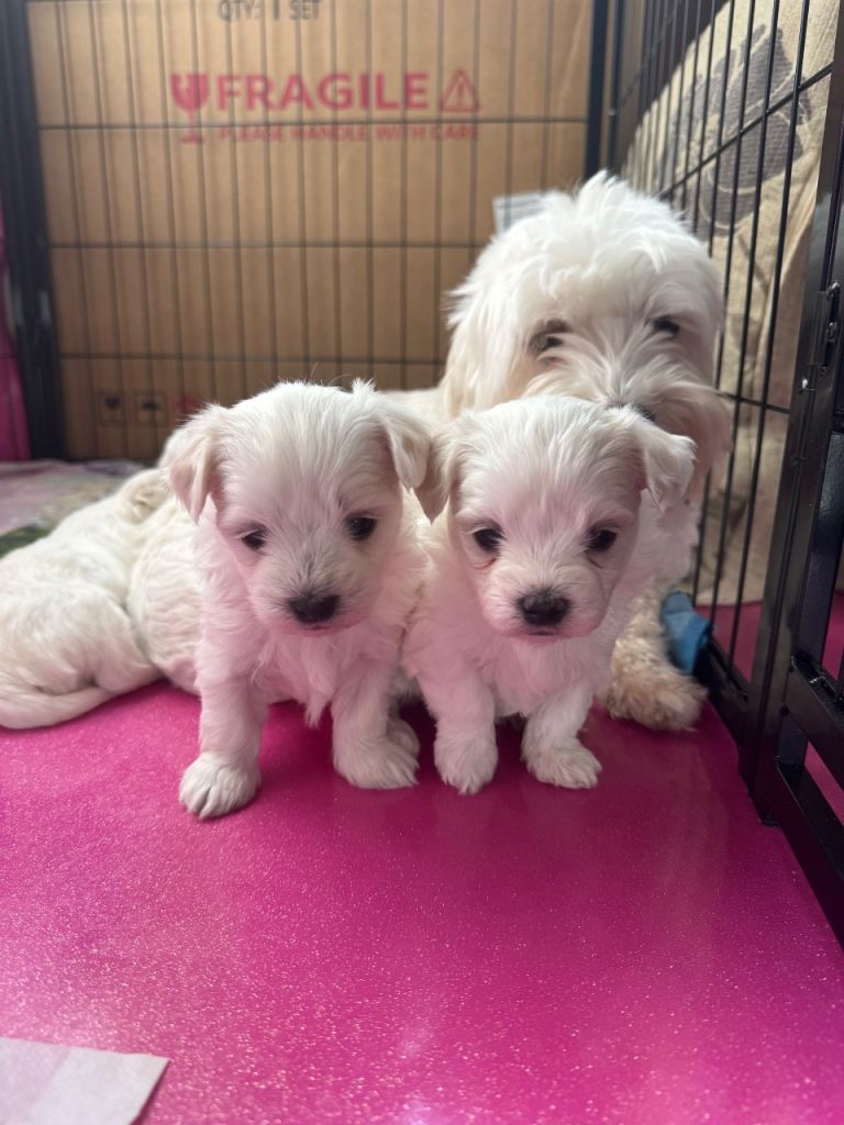 Pure breed Maltese puppies