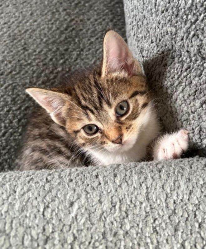 Male Kitten