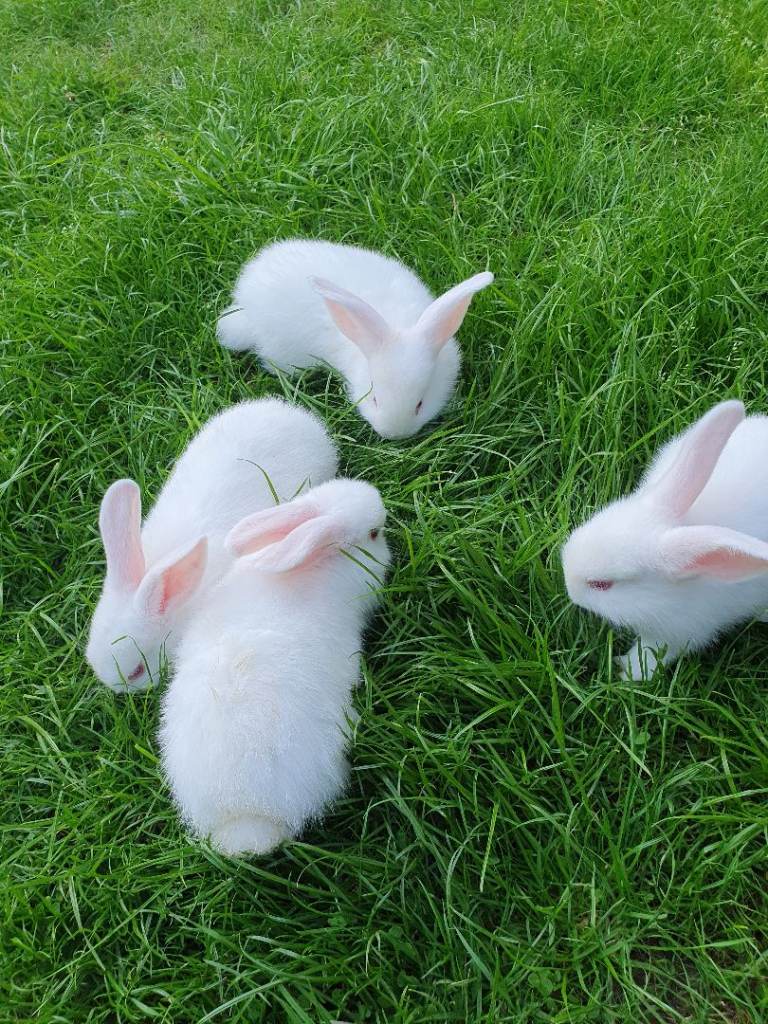 Rabbits for sale 
