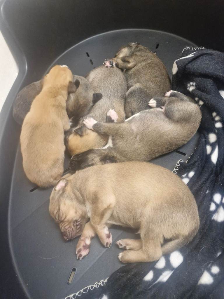 6th gen lurcher pups