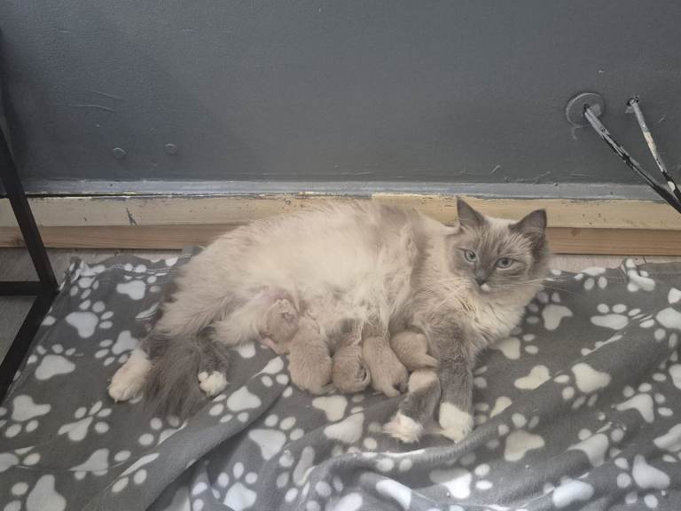 Kittens for sale 