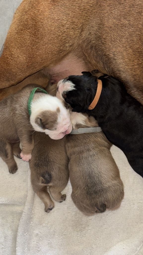 English Bulldog Pups.(MALE)
