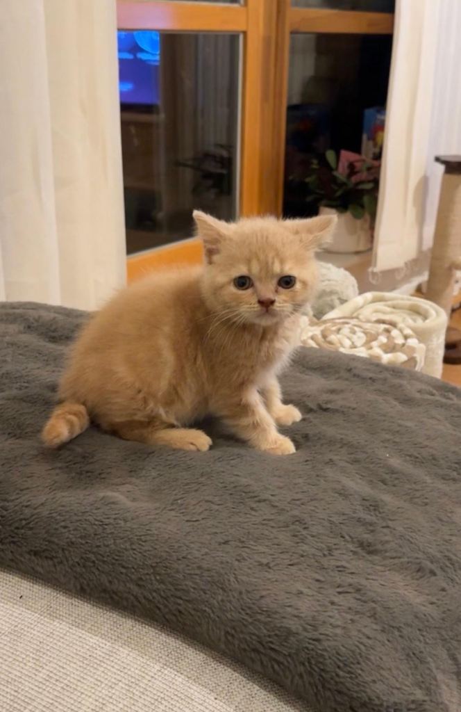 Rare Cream British Shorthair 