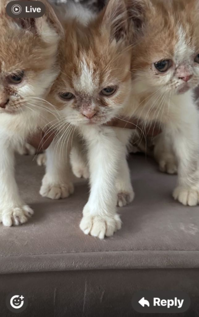 Persian Kittens Last Ginger Boy