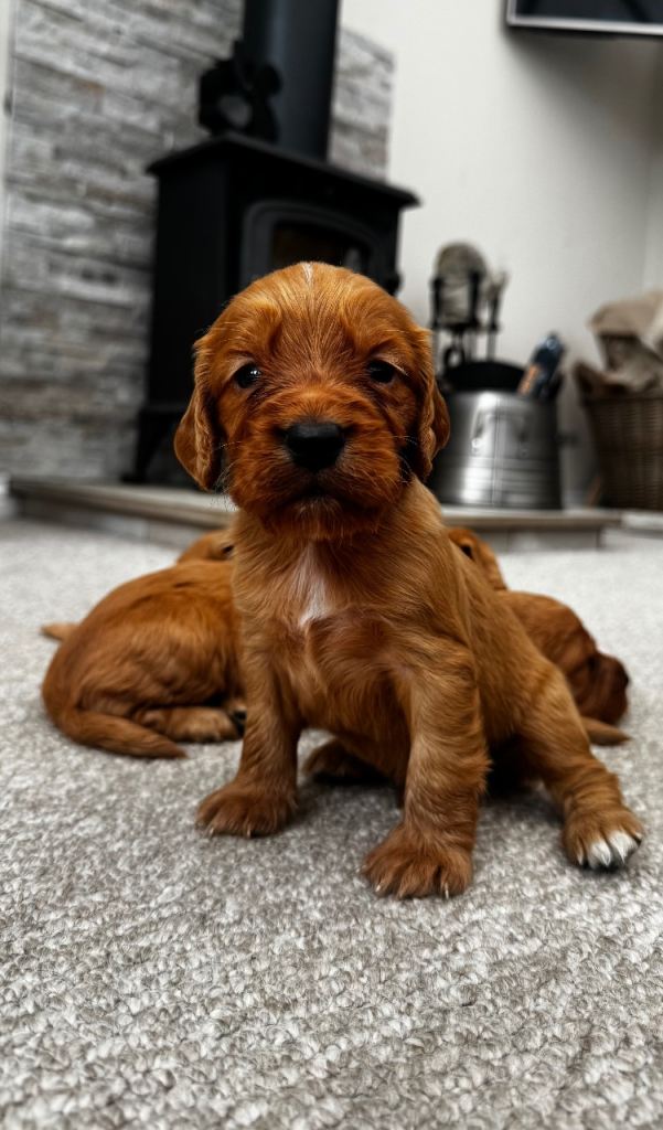 4 boys looking for homes 