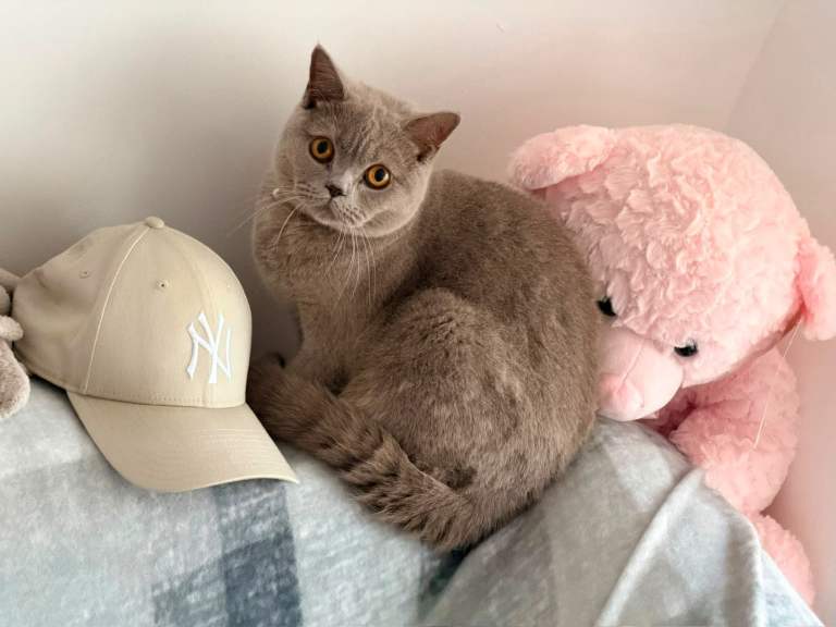 Female British Shorthair for Sale