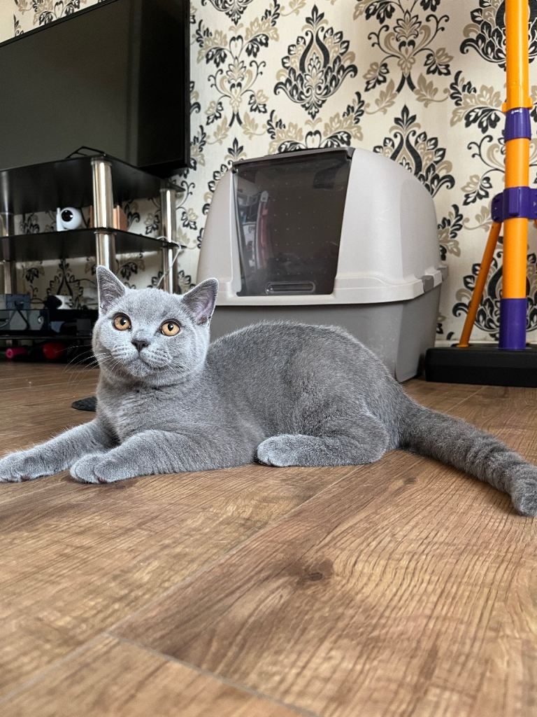 GCCF registered pedigree British short hair blue boy and lilac girl