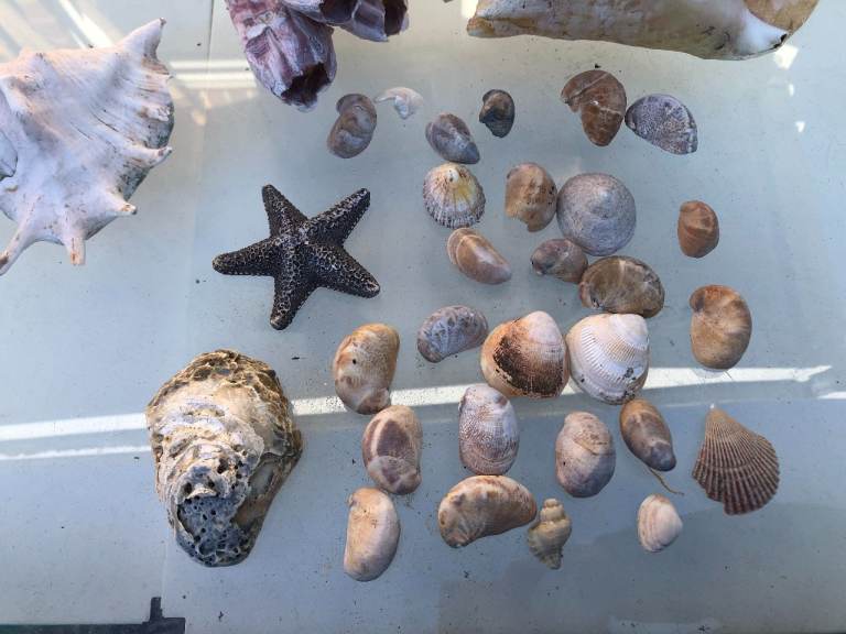 Sea Shell bundle decoration fish tank 