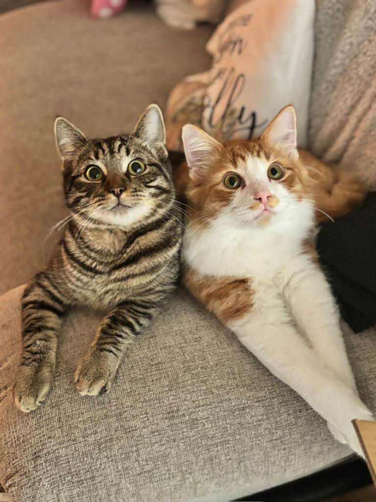Two 7 month old kittens 