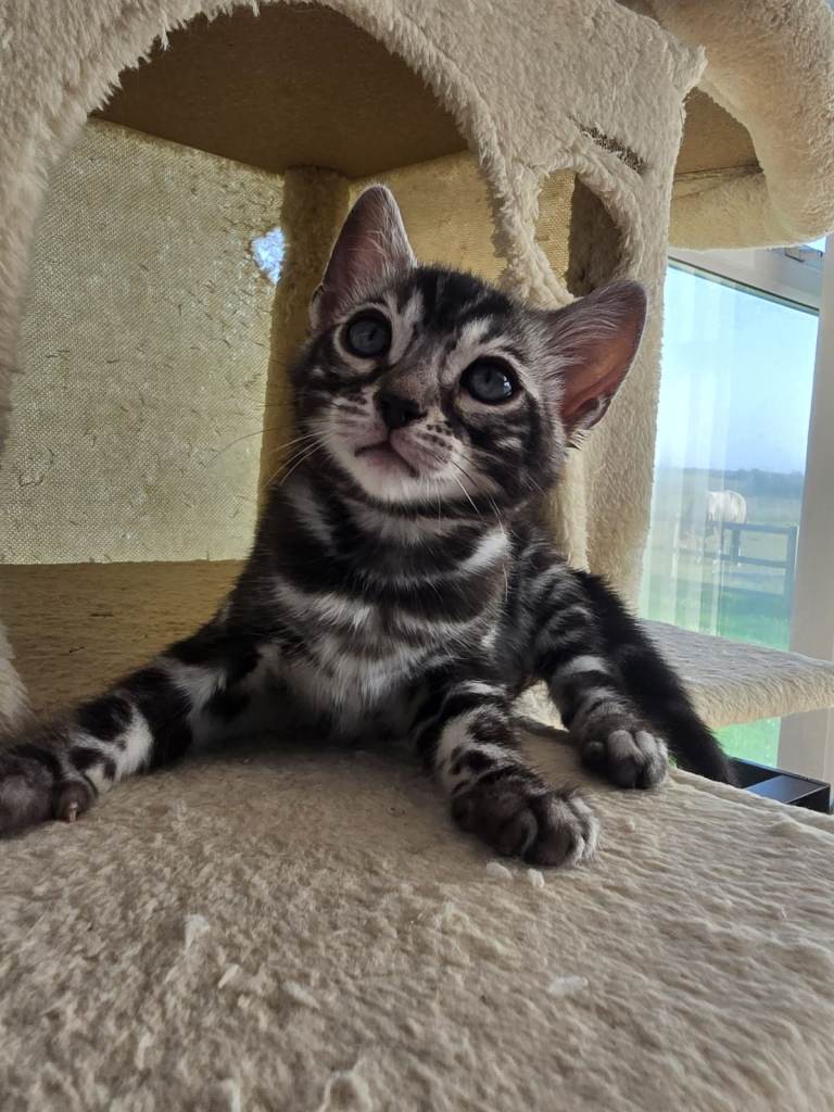 TICA Reg Silver Charcoal Bengal Kitten ready for new home 