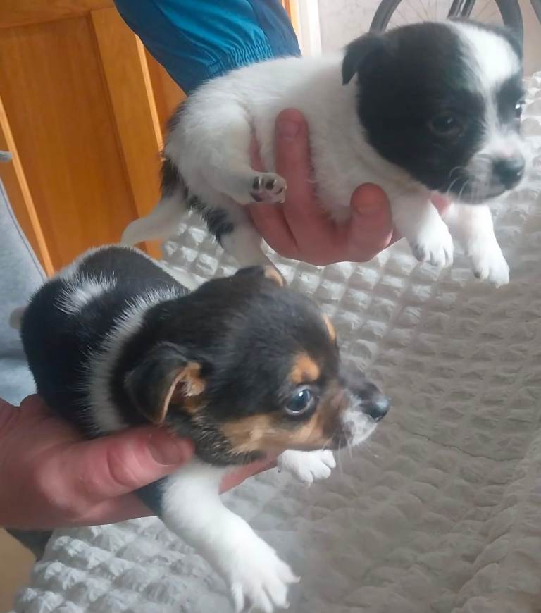 Jack russell puppies 