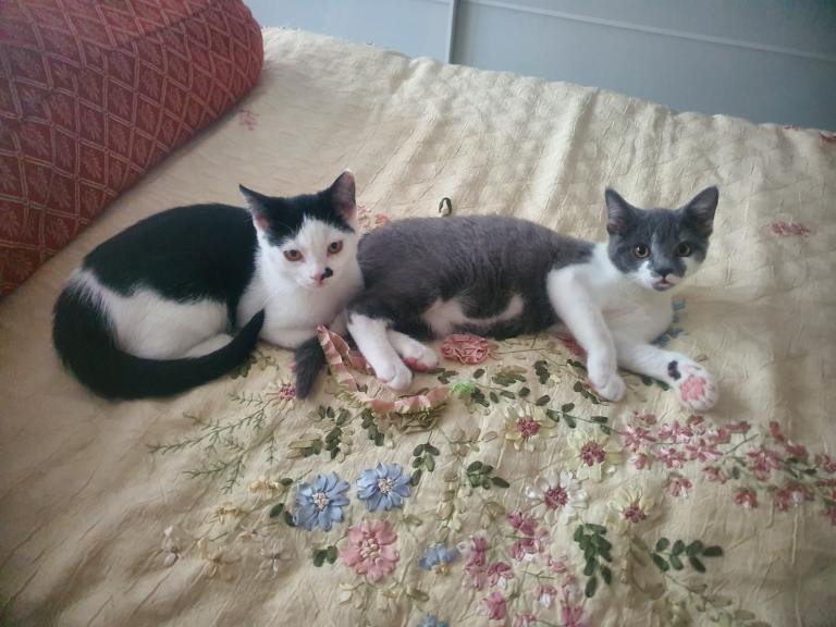 friendly cat for sale