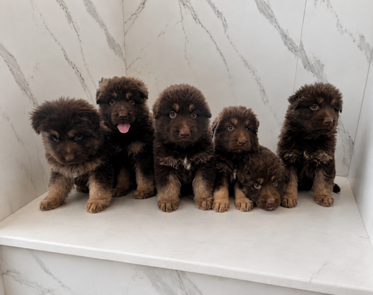 Beautiful German Shepherd puppies