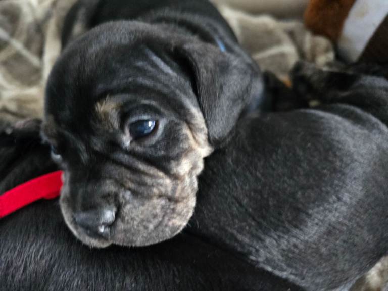 French bull weiner puppies 