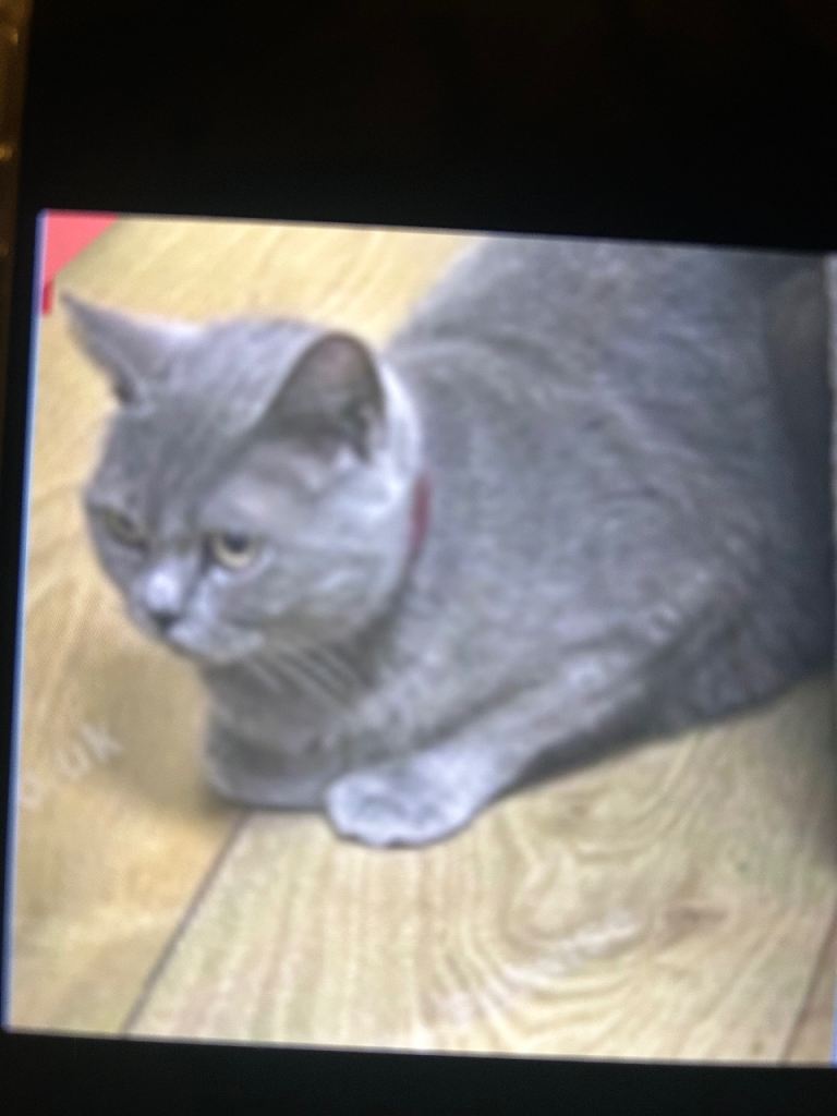 Female British Shorthair 🐱